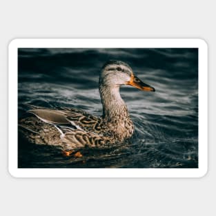 Female Mallard Duck, Embraces the Freezing Water Photograph Sticker